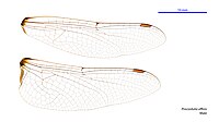 Procordulia affinis male wings (35060190815).jpg