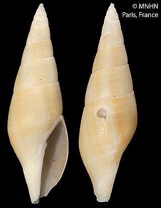 <i>Profundimitra taylori</i> Species of gastropod