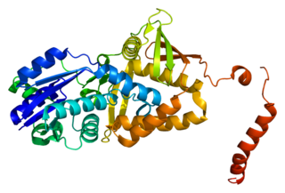 Argininosuccinate synthase InterPro Family