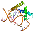 Thumbnail for Lymphoid enhancer-binding factor 1