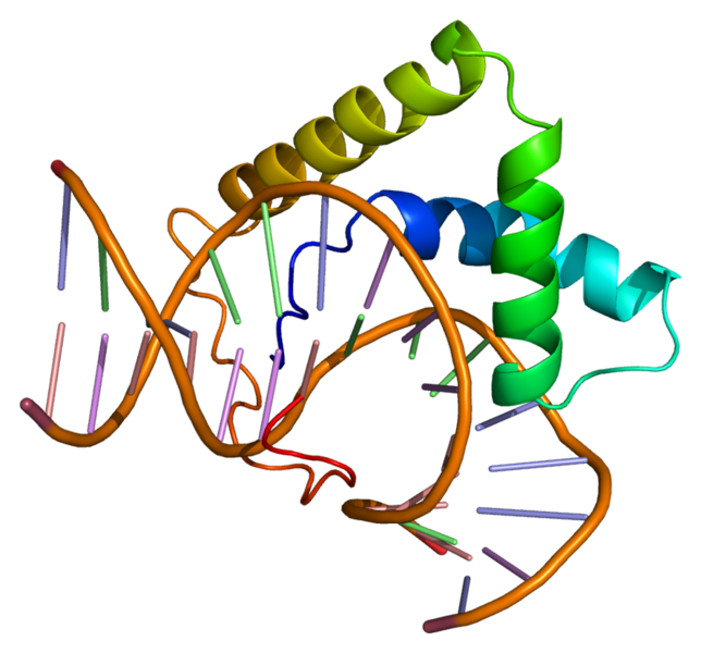 File:Protein LEF1 PDB 2lef.png