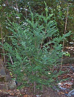 <i>Prumnopitys andina</i> Species of conifer