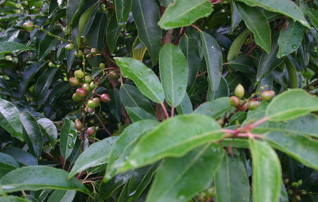 Prunus lusitanica