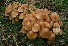 Psathyrella multipedata 20081109wb.JPG