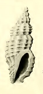 <i>Pseudodaphnella oligoina</i> Species of gastropod