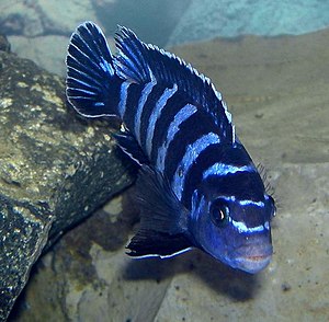 Pseudotropheus demasoni.jpg