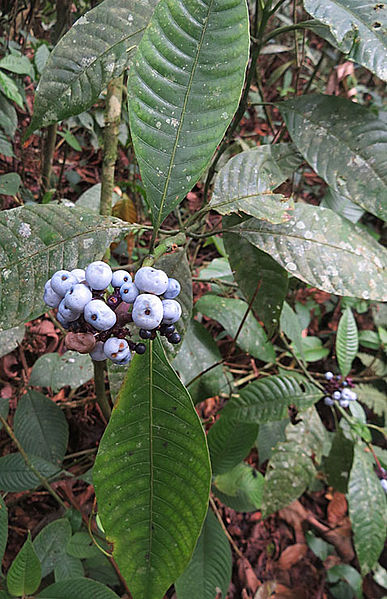 File:Psychotria brachiata, known as Palo de Cachimbo (9381775220).jpg