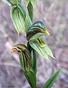 Pterostylis chlorogramma