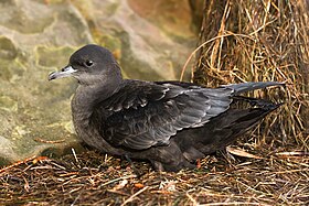 Puffinus tenuirostris 2.jpg