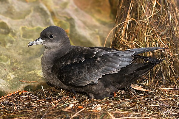 Fledgling, Austins Ferry, Tasmania, Australia