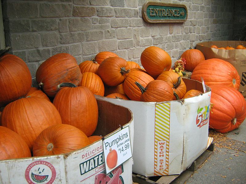 File:Pumpkins in Markham.JPG