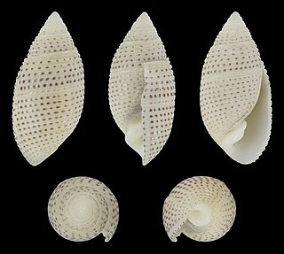 <i>Pupa solidula</i> Species of gastropod