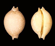 Пустулярия cicercula.shell001.jpg