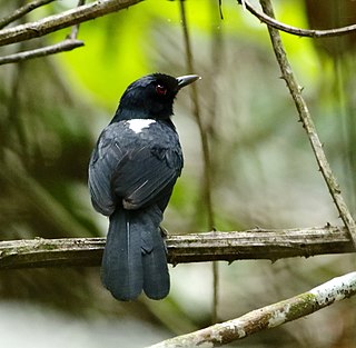 East Amazonian fire-eye Species of bird