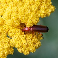 Cardinal beetle