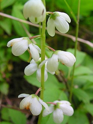 <i>Pyrola elliptica</i> Species of flowering plant