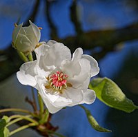 Fleur juste épanouie