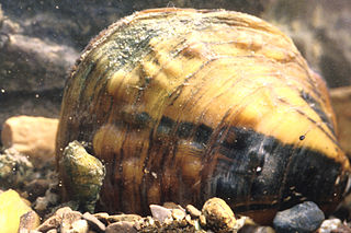 <i>Cyclonaias pustulosa</i> Species of bivalve