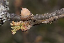 As the fruit matures, the involucre hardens and becomes a shallow receptacle that contains an acorn. Quercus garryana 3786.JPG