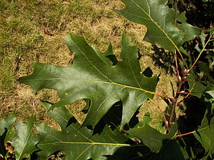 Farveeg (Quercus velutina) Foto: Willow
