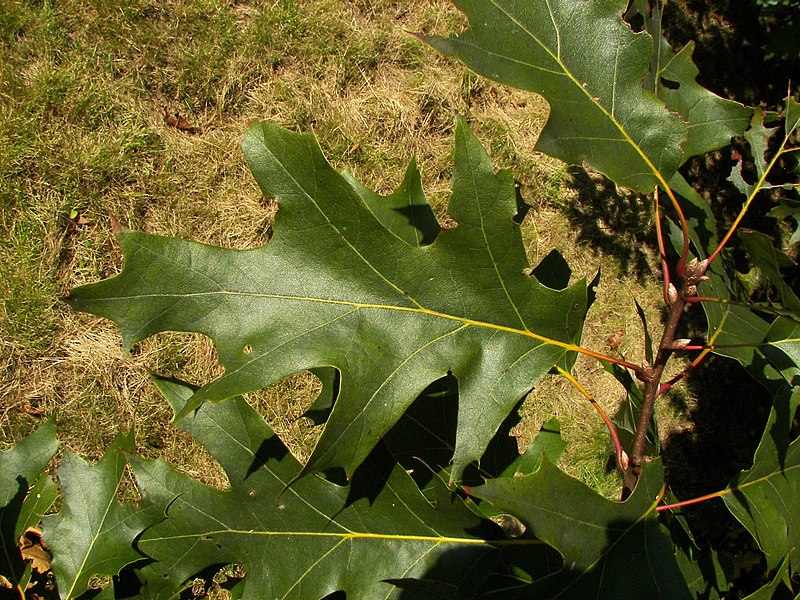 File:Quercus velutina 002.jpg