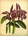 Cattleya maxima (as syn. Cattleya maxima var. marchettiana) Plate 404 in: R.Warner - B.S.Williams: The Orchid Album (1882-1897)