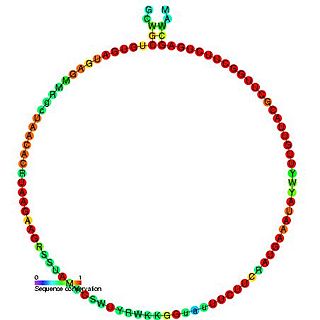 Small nucleolar RNA R24