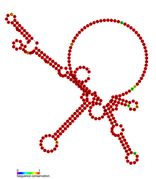 STnc500 Hfq binding RNA: Predicted secondary structure taken from the Rfam database. Family RF01406.