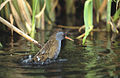 Water rail Rallus aquaticus