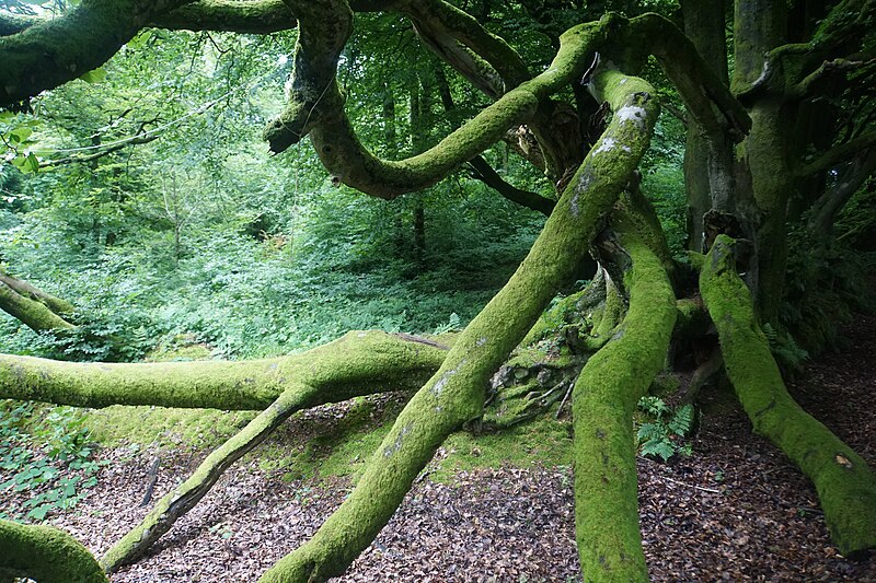 File:Rambling branches above Muchcare Wood - geograph.org.uk - 5492790.jpg