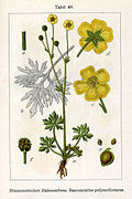 Ranunculus polyanthemos Sturm05049.jpg
