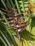 Ravenala madagascariensis 003.jpg