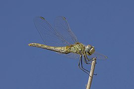 Sympetrum fonscolombii (Red-veined darter) female side view