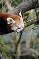 Red Panda (17178304156).jpg