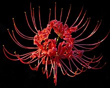 A red spider lily flower in full-bloom Red Spider Lily----Lycoris radiata.jpg