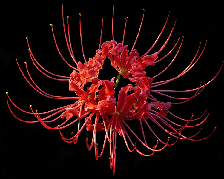 File:Red Spider Lily----Lycoris radiata.jpg