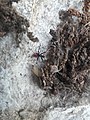 Red belly spider 2020 arlington texas (1) 07.jpg