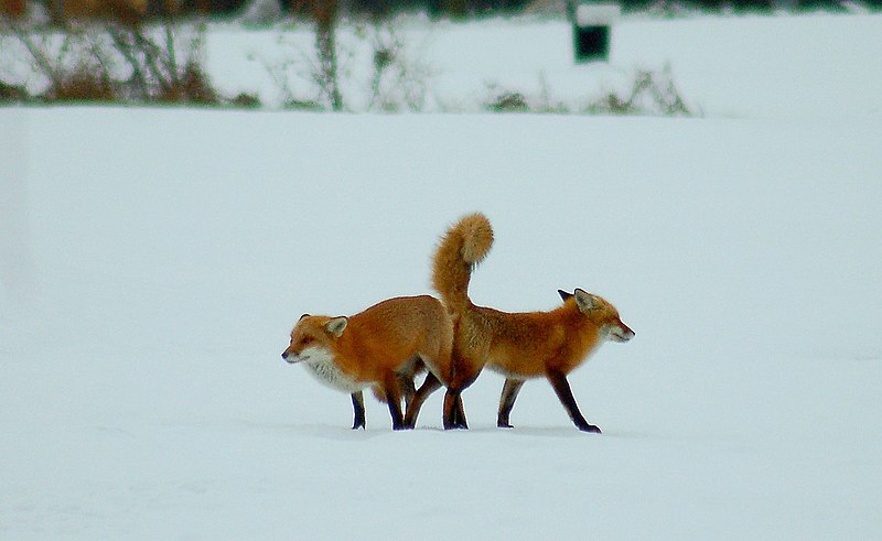 File:Red foxes mating.jpg