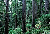 Redwoodin kansallispuisto