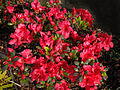 Rhododendron 'Johanna'