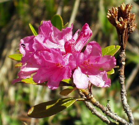 Tập_tin:Rhododendron_ferrugineum.JPG