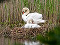 * Nomination Mute swan family in Ribnitzer Großes Moor, Dierhagen --MB-one 10:35, 22 May 2021 (UTC) * Decline There is some CA, could you remove it more thoroughly? --Nefronus 15:04, 22 May 2021 (UTC)  Oppose  Not done within a week. --Nefronus 20:47, 29 May 2021 (UTC)