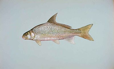Fluss Karpfenfisch Fisch carpoides carpio.jpg