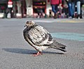 * Nomination Rock dove (Columba livia) standing on place de la Bourse, Brussels, Belgium --Trougnouf 01:25, 1 June 2018 (UTC) * Promotion  Support Good quality. I like this one the most I think, it's nicely facing your camera --Podzemnik 01:37, 1 June 2018 (UTC)