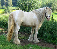 Le cheval de trait est de haute taille et de forte constitution, souvent avec des fanons abondants. Ici, un Gypsy cob, une race parfois classée comme cob, d'autres fois comme trait.