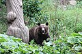 Romania bear (29220795477).jpg