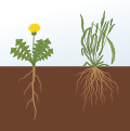 root systems