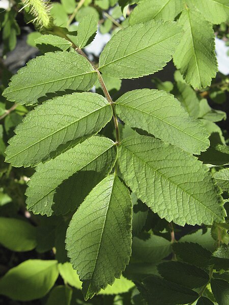 File:Rosa 'Marie Bugnet' 5.jpg