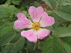Rosa pomifera - wolley dod's apple rose - desc-open flower.jpg