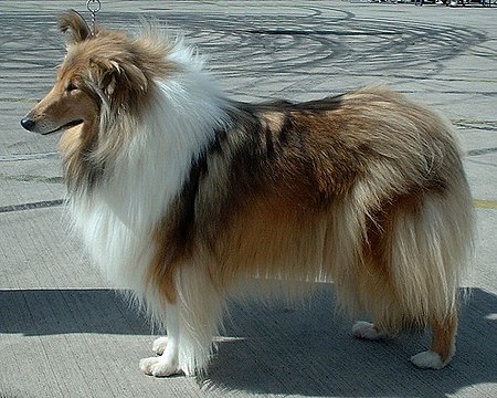 Collie_kasar